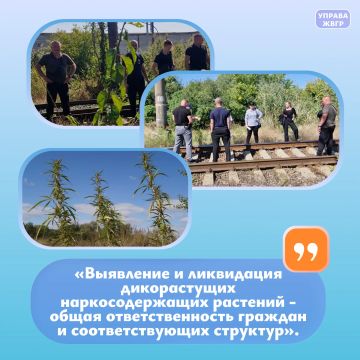 Рейдовая группа выявила и ликвидировала места произрастания дикорастущих наркосодержащих растений