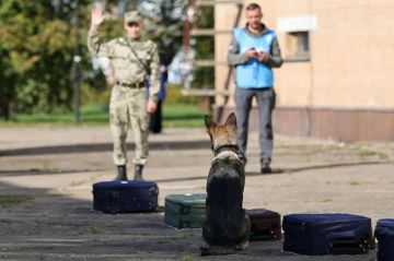 Восстановление дорог и объектов инфраструктуры, новые медпункты, многоборье кинологов: о главном на 25 сентября 2026 года